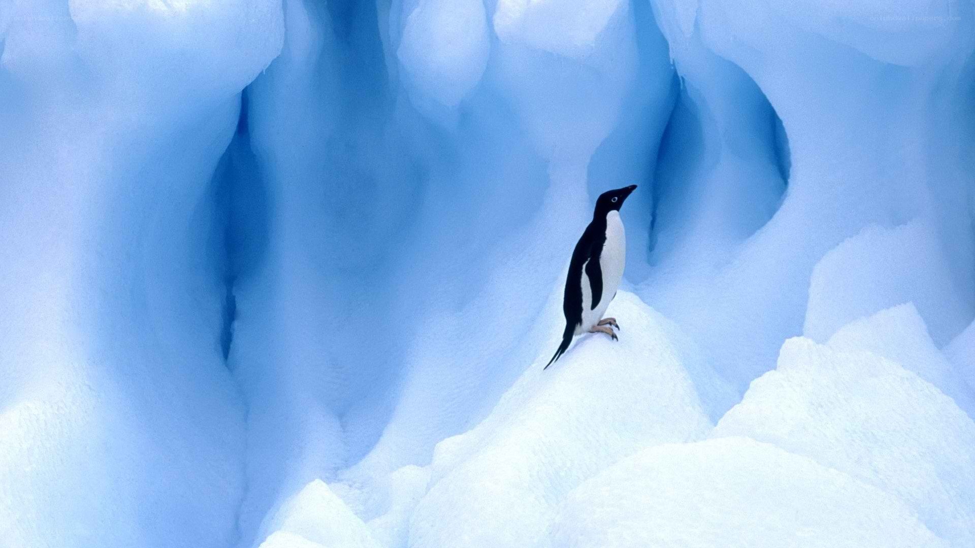 Penguin on an ice formation