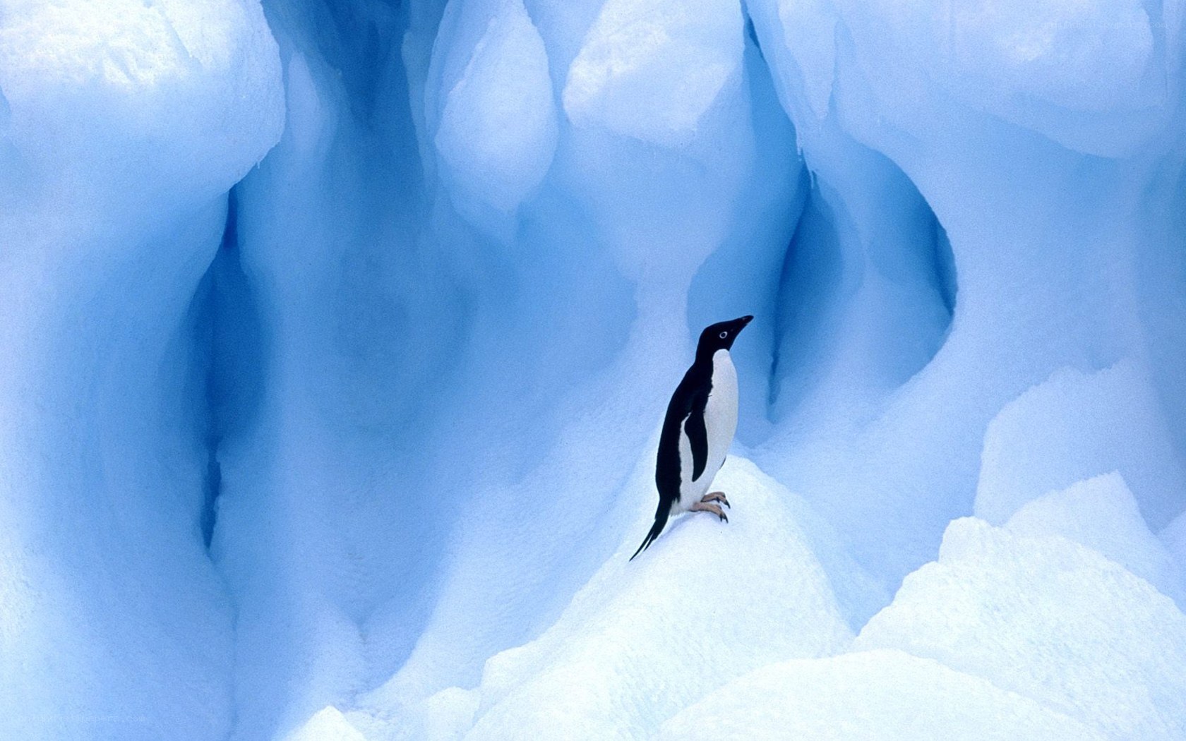 Penguin on an ice formation