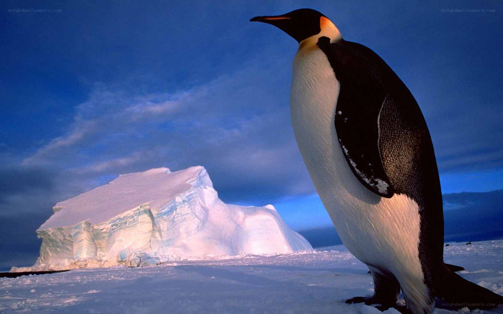 Penguin on an iceberg
