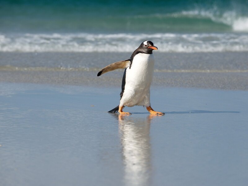 Penguin on Beach — Blue, Calm, Afternoon