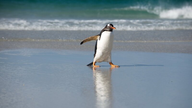 Penguin on Beach — Blue, Calm
