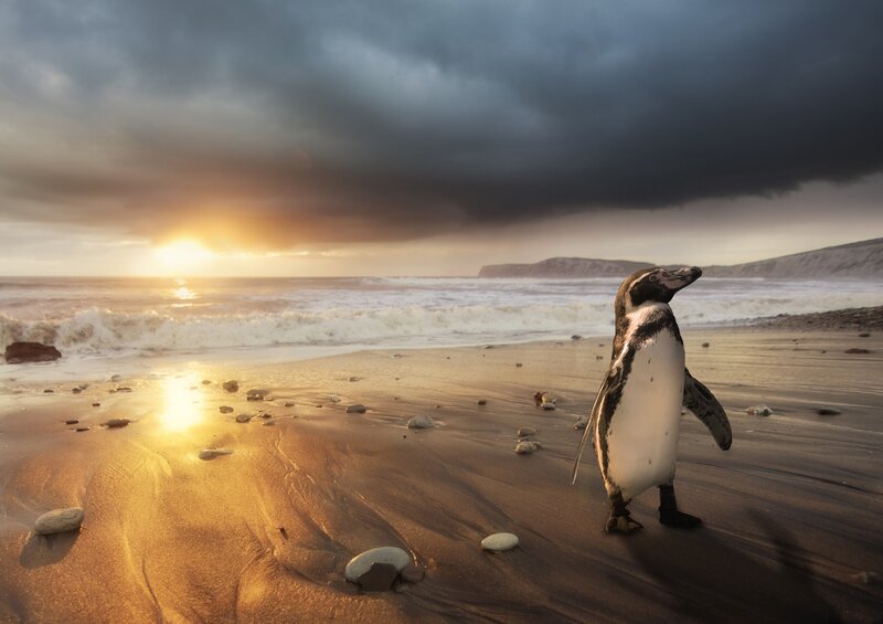 Penguin on Beach — Gold