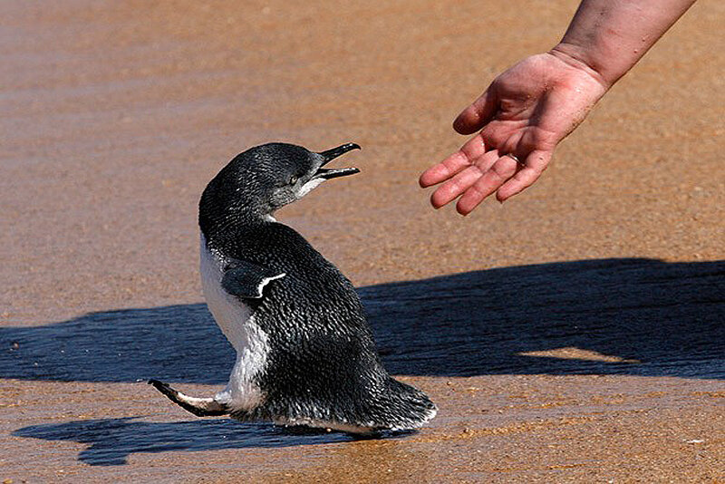 Penguin on Beach