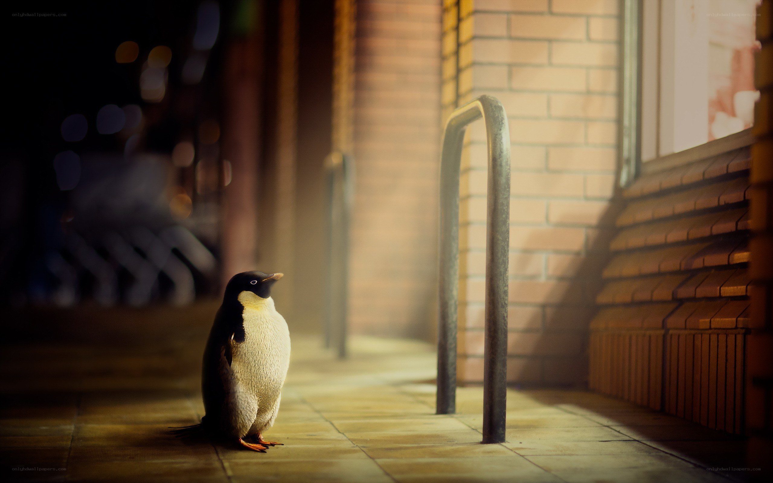 penguin on city sidewalk