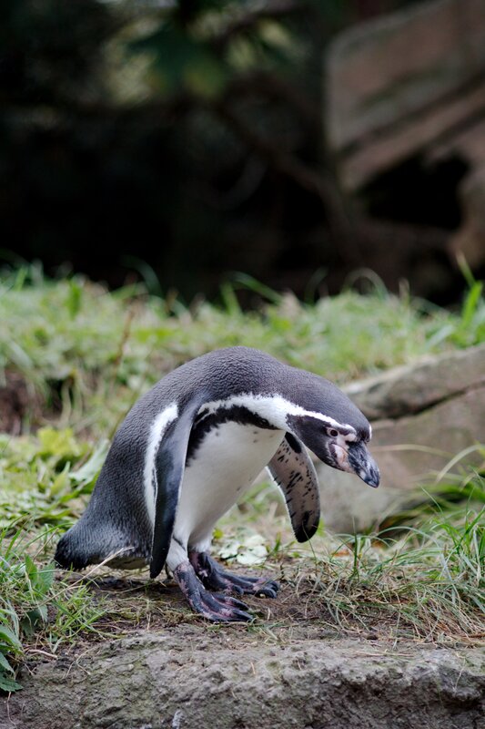 Penguin on Grass