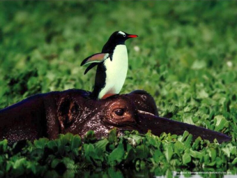 Penguin on hippo's back