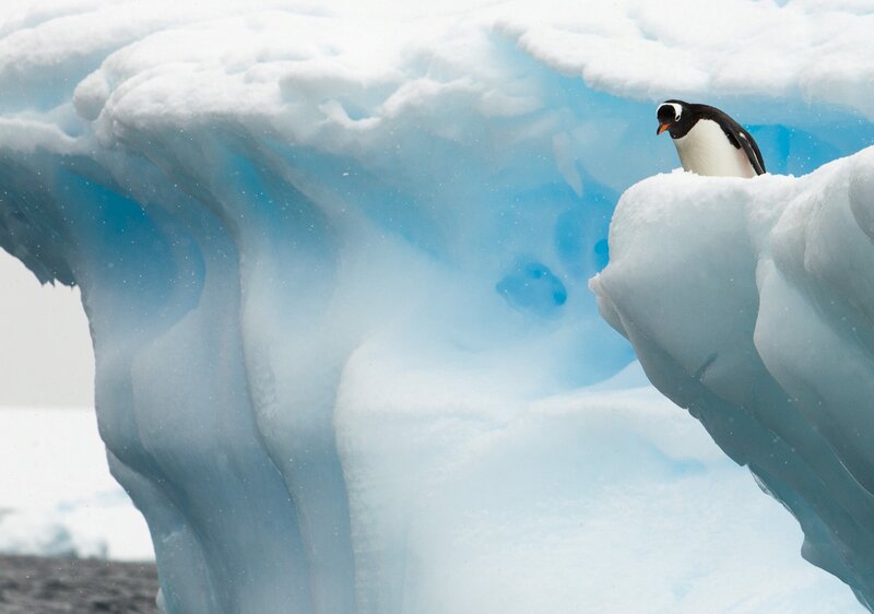 Penguin on Ice Berg