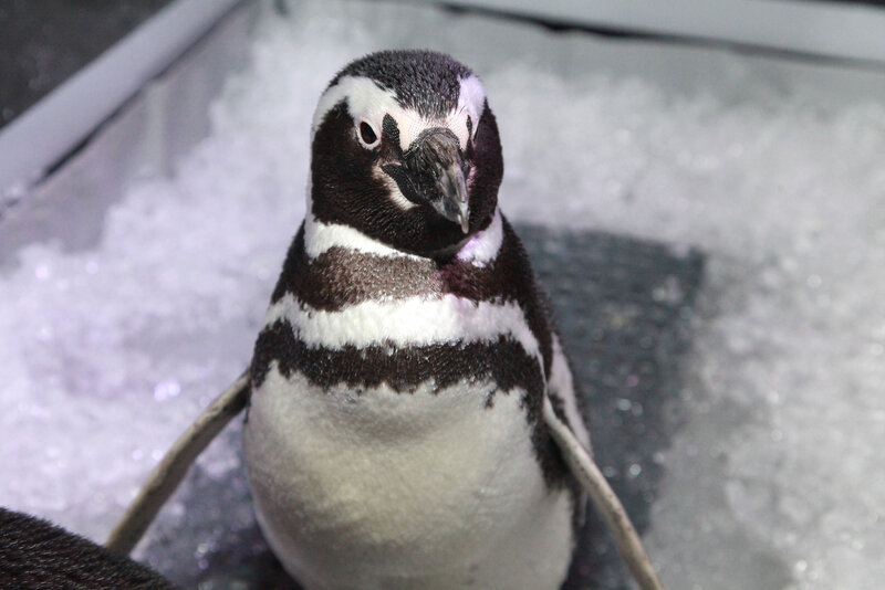 Penguin on Ice — Black