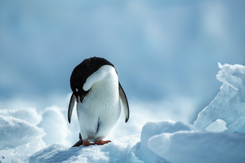 Penguin on Ice — Blue, Calm