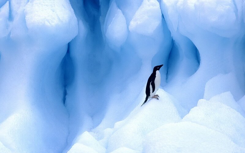 Penguin on Ice — Blue, Serene, Photograph, Snow, White