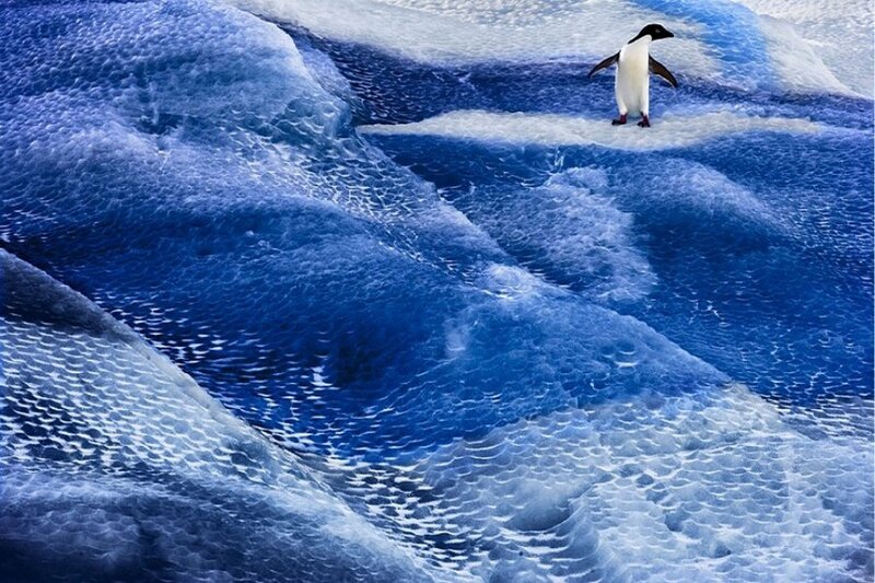 Penguin on Ice — Blue, Serene