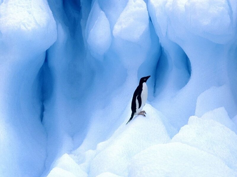 Penguin on Ice — Blue, Serene, Winter