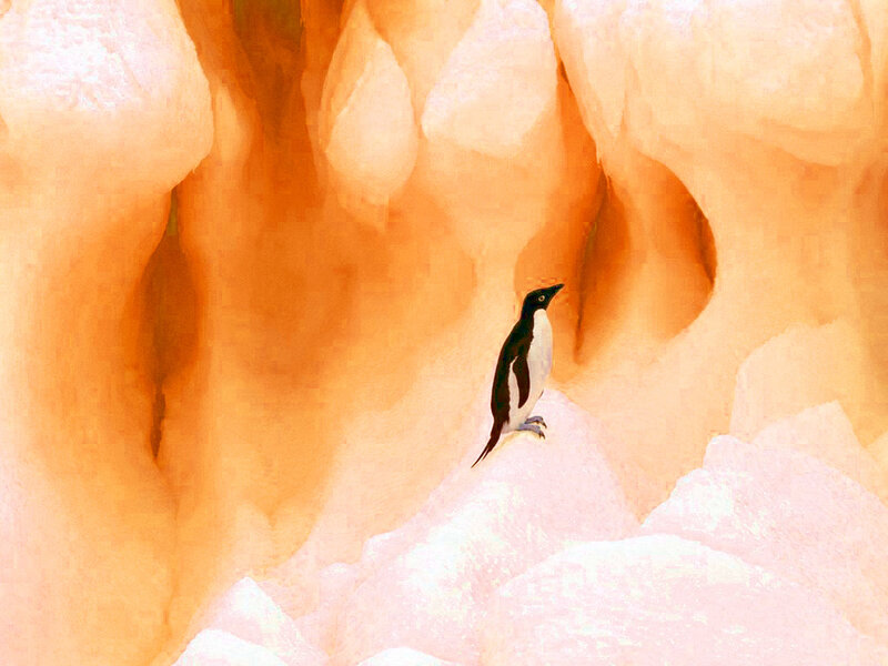 Penguin on ice cave