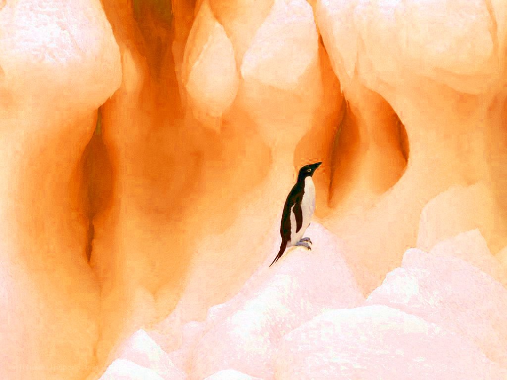 Penguin on ice cave