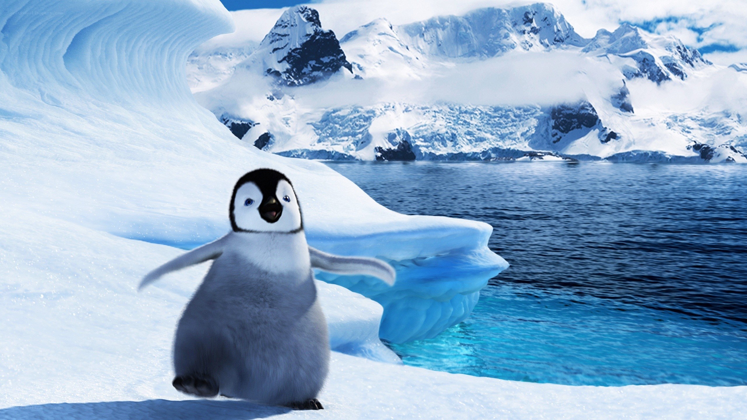 penguin on ice floe