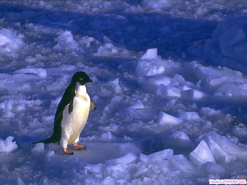 Penguin on ice floe