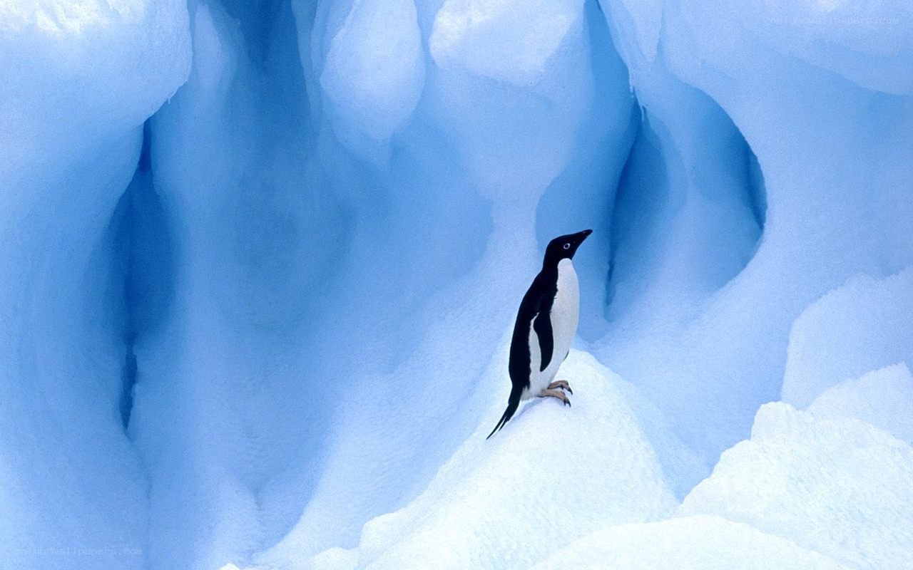 Penguin on ice in Antarctica