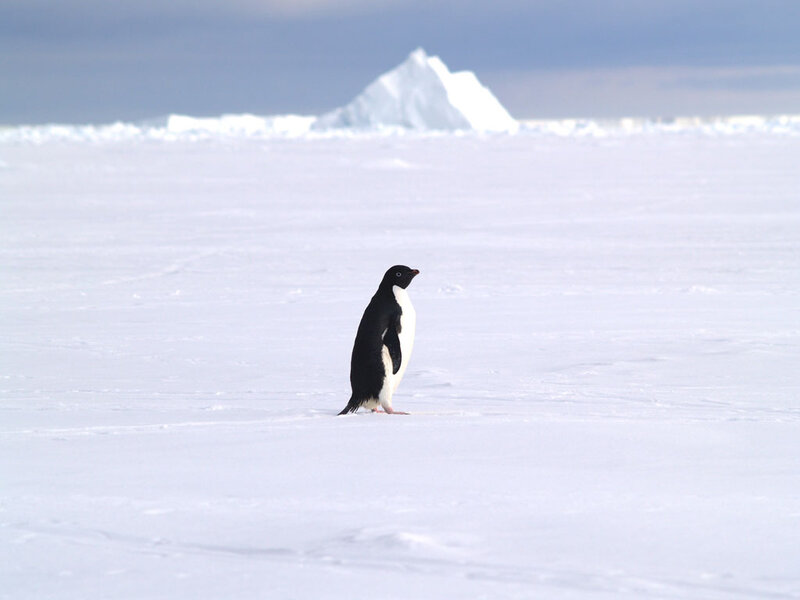 Penguin on Ice — White