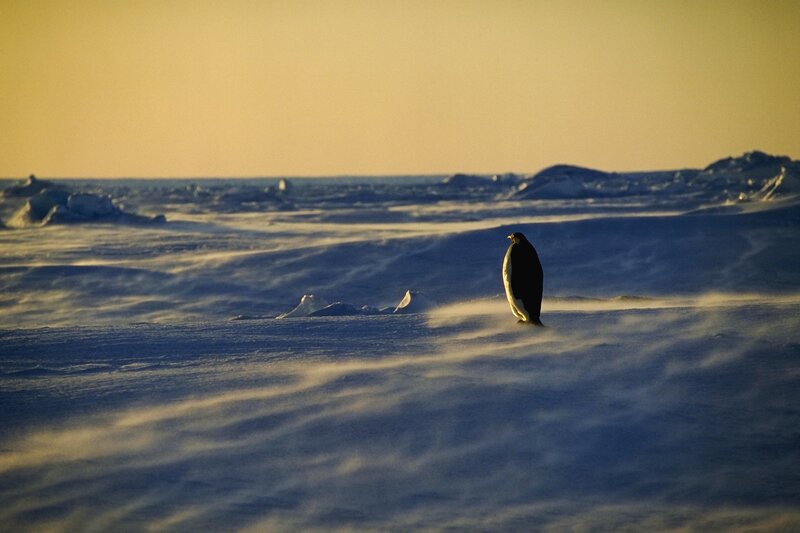 Penguin on Ice — Yellow