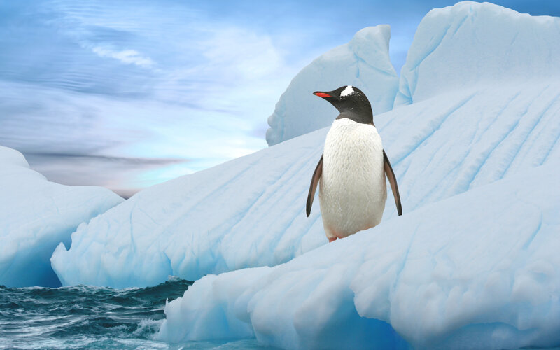 Penguin on Iceberg — Blue