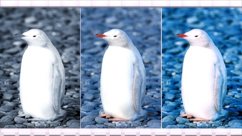 Penguin on Pebbles