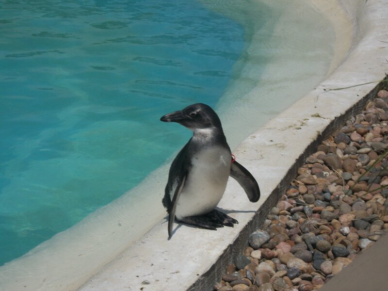 Penguin on Pool Edge