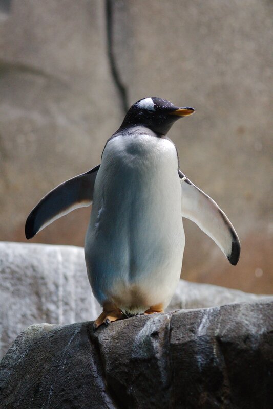 Penguin on Rock — Black