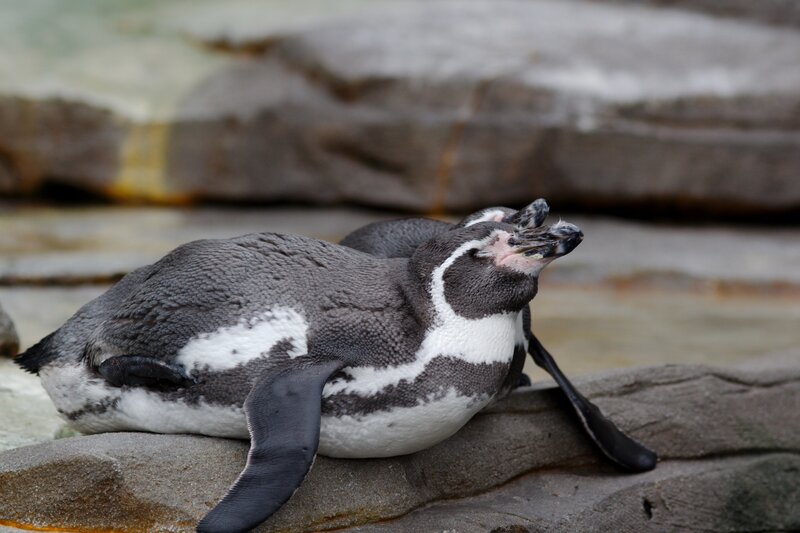 Penguin on Rock — Gray