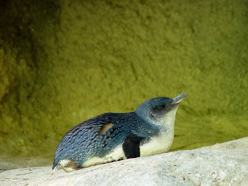 Penguin on Rock