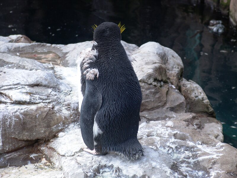 Penguin on Rocks — Black, Calm
