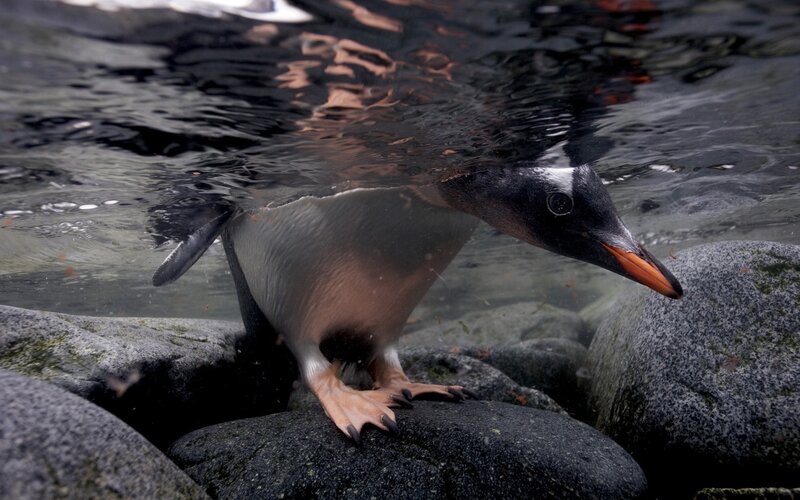Penguin on Rocks — Black, Natural