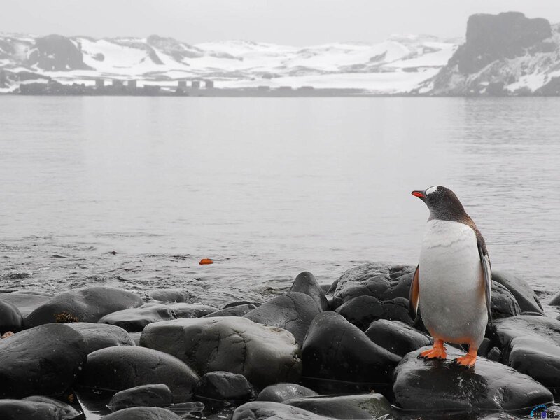 Penguin on Rocks — Black
