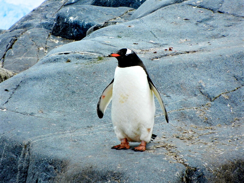 Penguin on Rocks — Gray, Calm