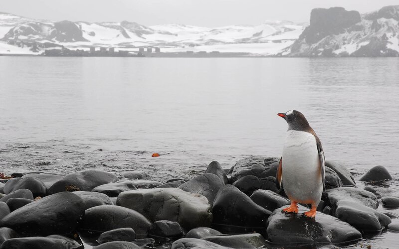 Penguin on Rocks — Gray