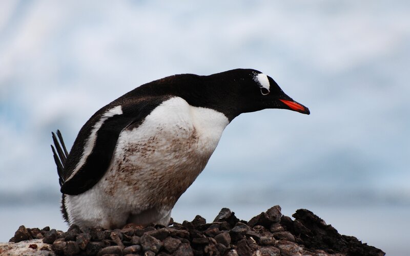 Penguin on Rocky Ground