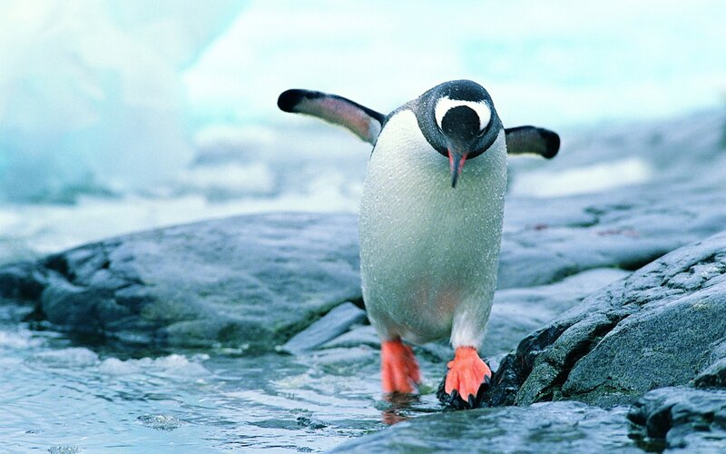 Penguin on rocky shore