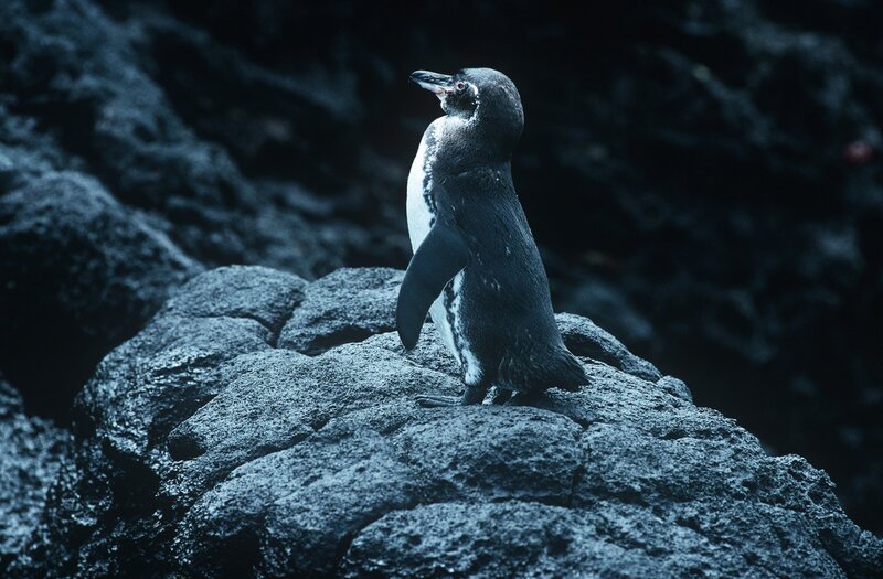 Penguin on Rocky Shore — Blue