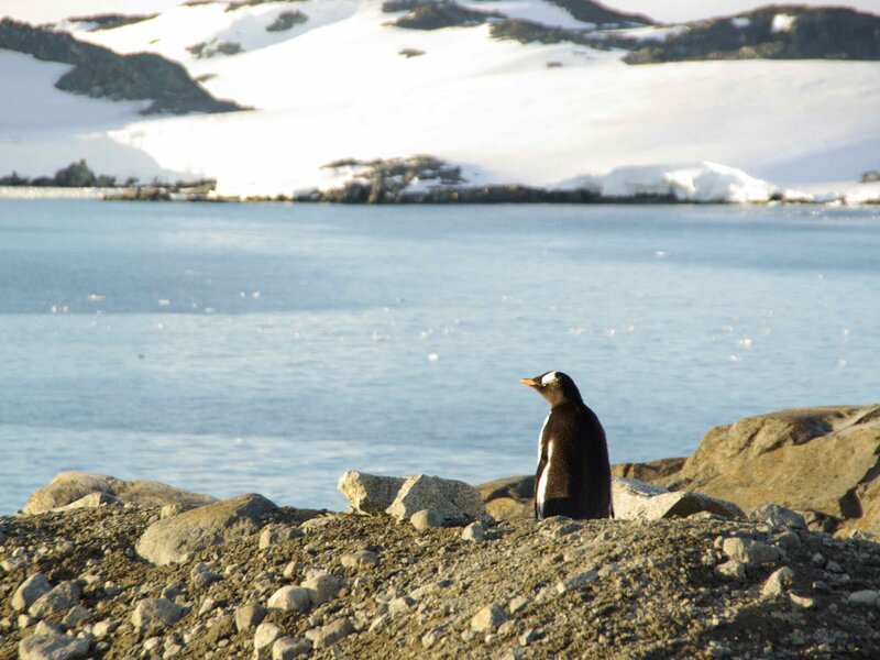 Penguin on Rocky Shore — Gray