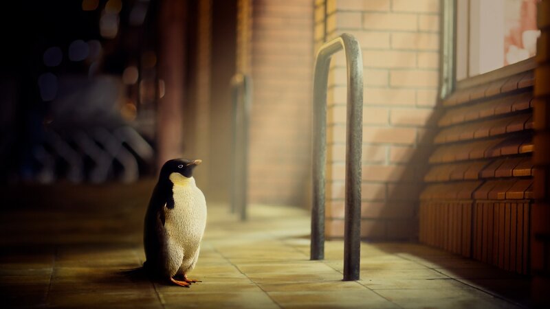 Penguin on Sidewalk — Brown, Dramatic
