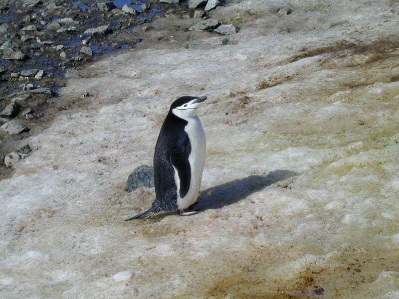 Penguin on snowy ground