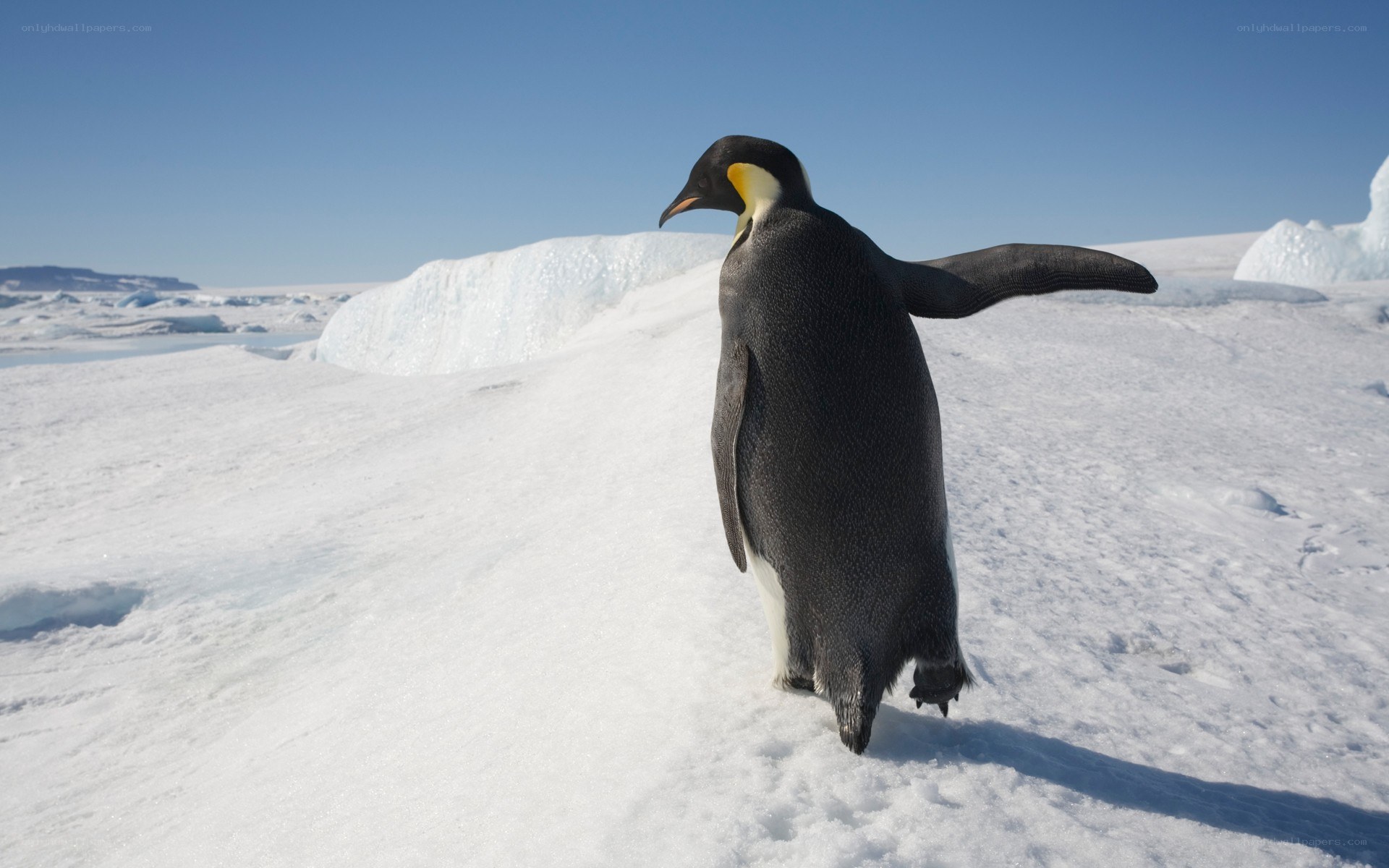 Penguin on snowy ice
