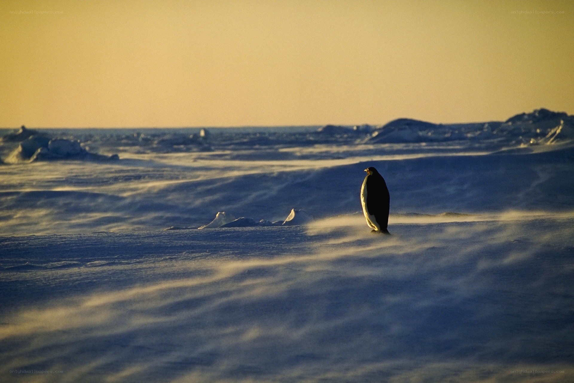 Penguin on snowy landscape