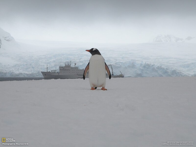 Penguin on snowy landscape