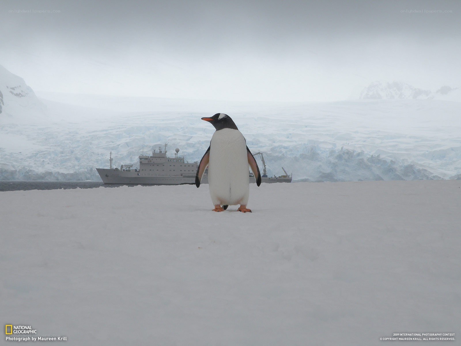 Penguin on snowy landscape