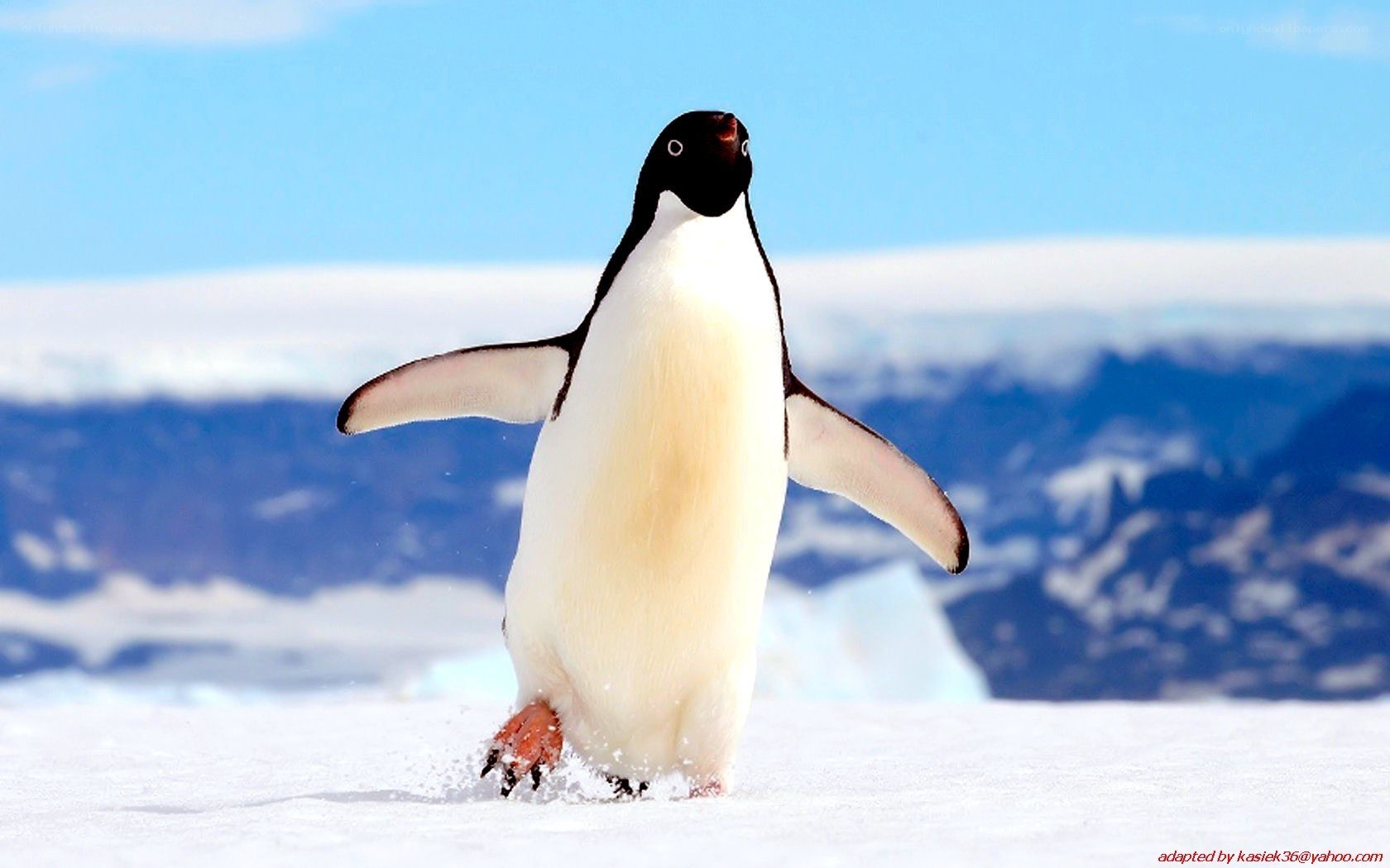 Penguin on snowy landscape