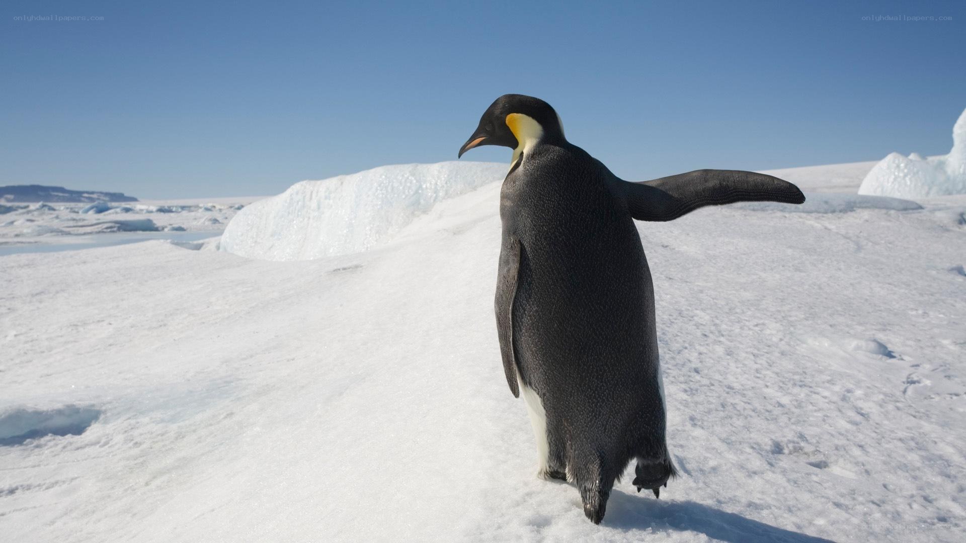 Penguin on snowy landscape