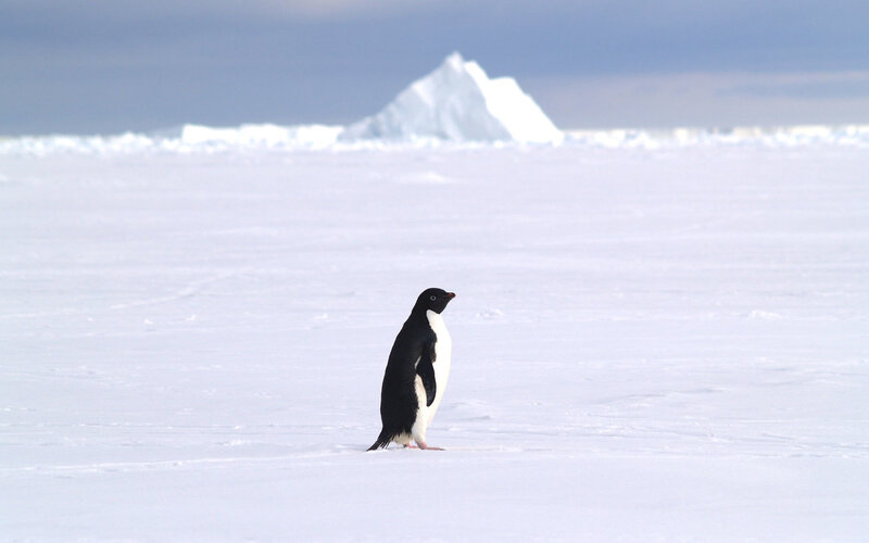 Penguin on snowy landscape