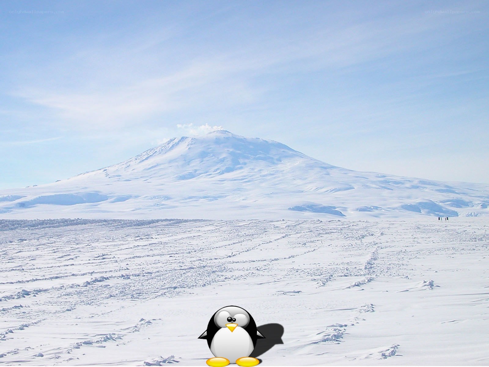 penguin on snowy landscape