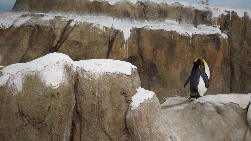 Penguin on Snowy Rocks