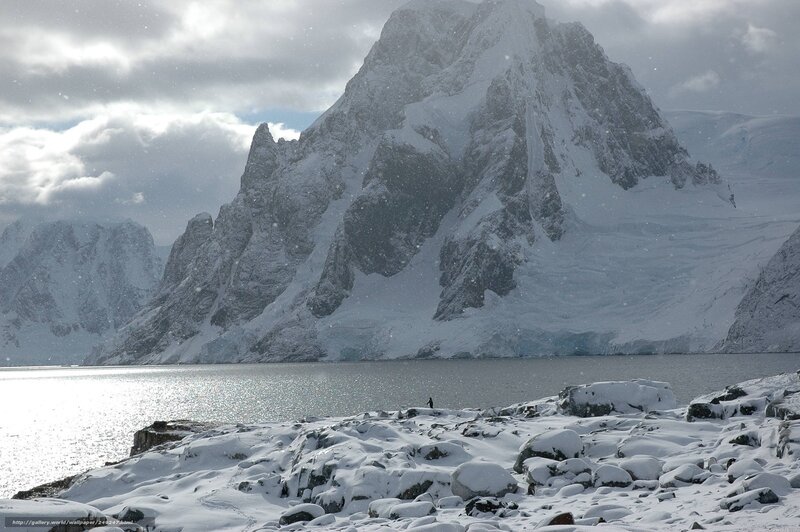 Penguin on Snowy Shore